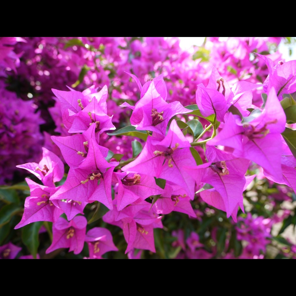 Meet your Posher, GlamGirl C